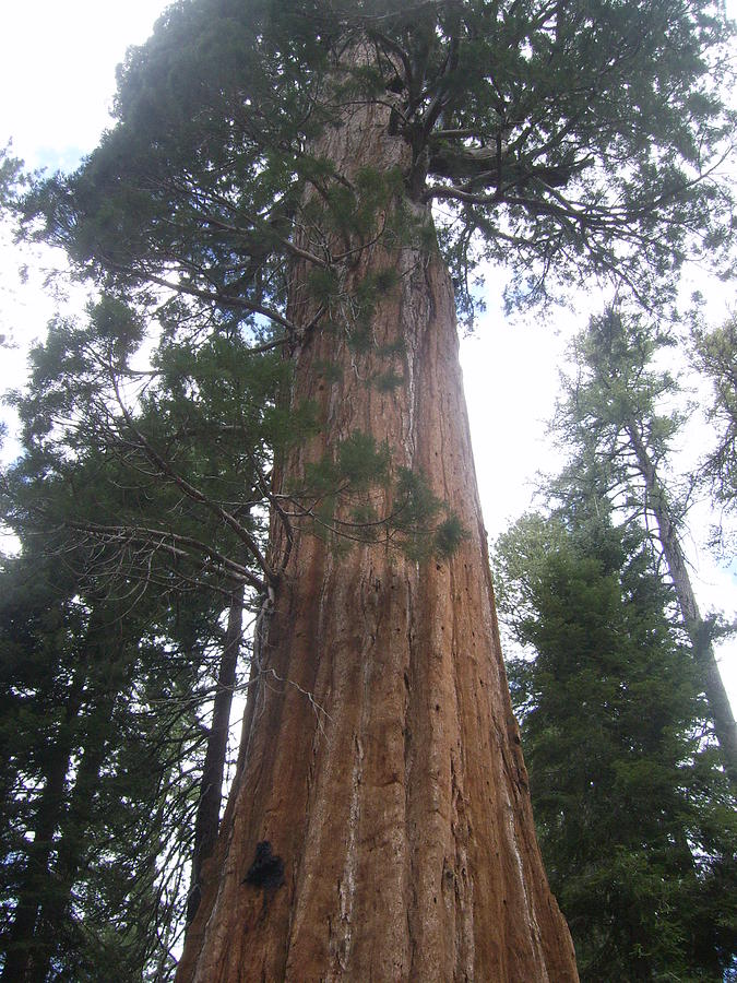 tall-trees-grove-redwood-national-park-all-you-need-to-know