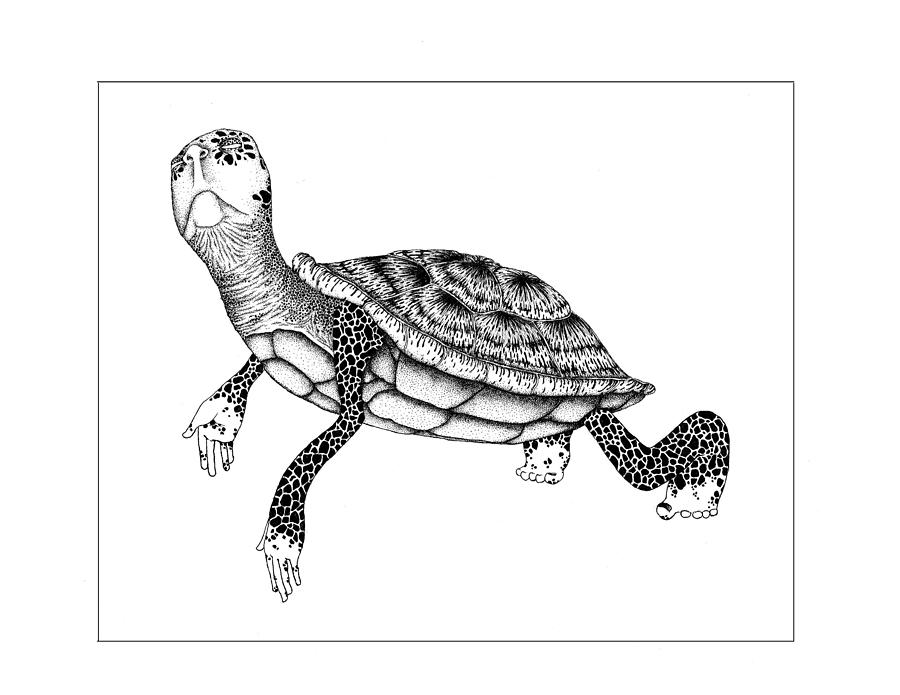 Drawing Of Tortoise