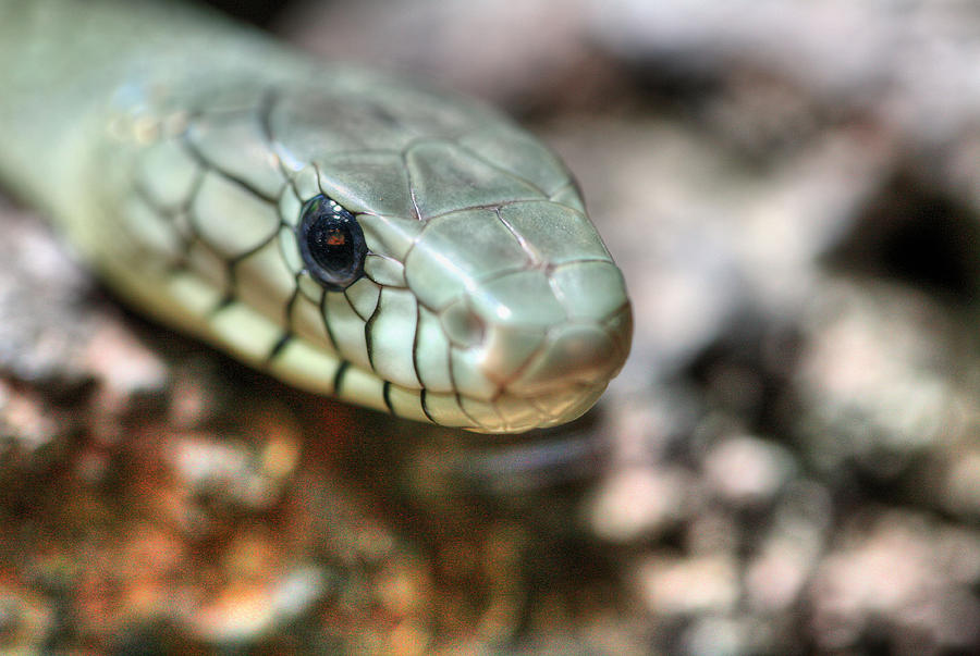 Western Green Mamba