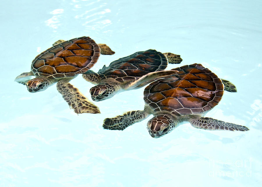 Baby Green Turtles