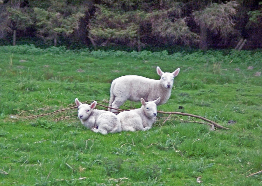  - three-lamb-in-ireland-valerie-longo