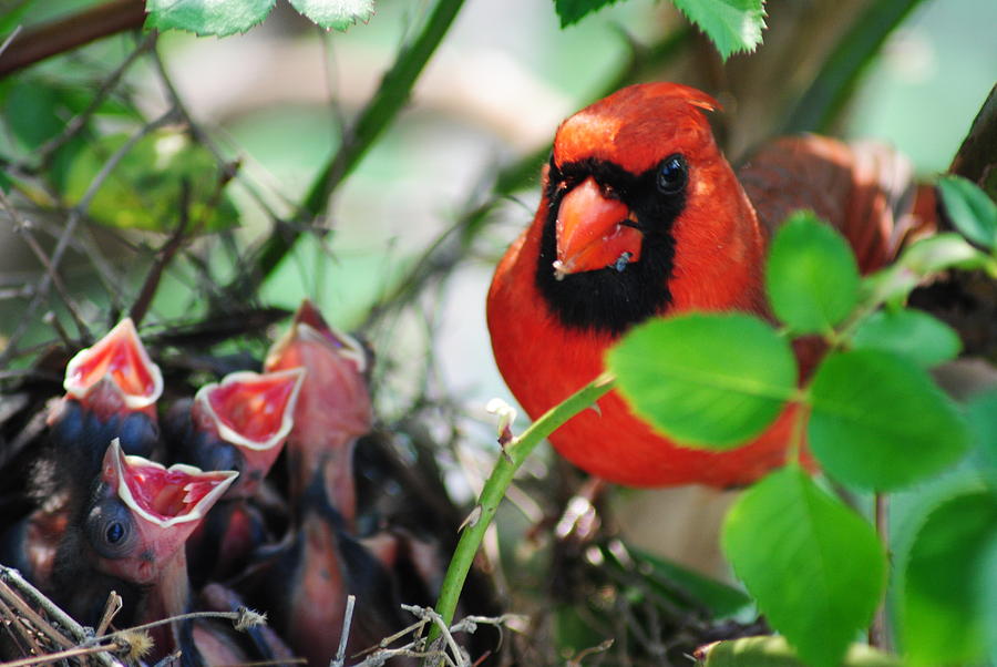 Ticked Off Photograph by Robert Harmon - Tick