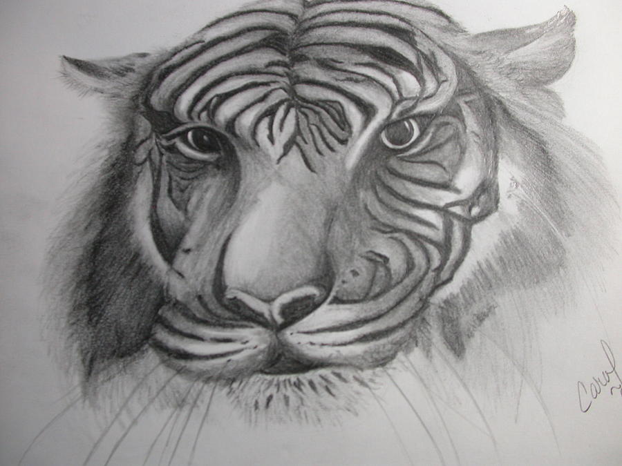 Tiger Face Drawing by Carol Frances Arthur