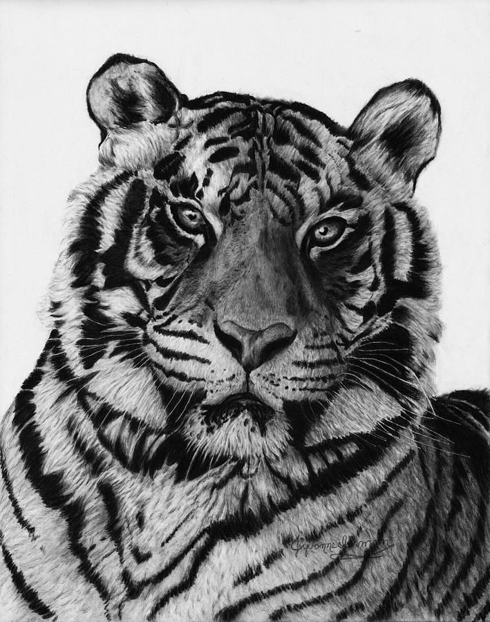 Tiger Drawing by Jyvonne Inman