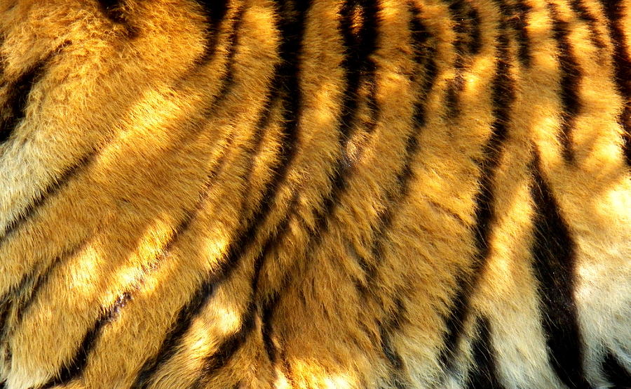 Tiger Pelt