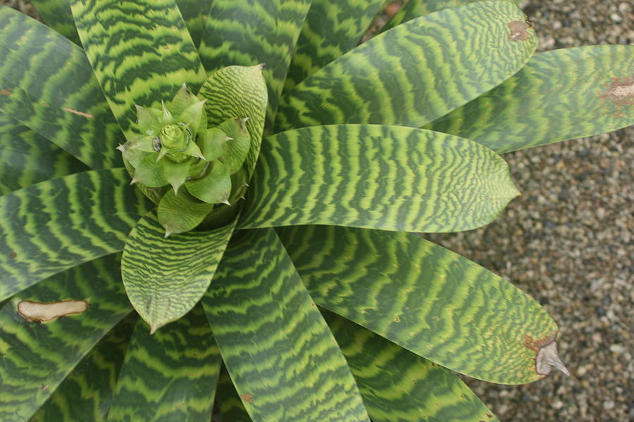 top 28 tiger planting euphorbia characias tasmanian tiger plant flower tiger lotus red top 28 tiger planting euphorbia characias tasmanian tiger plant flower tiger lotus red