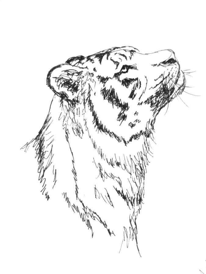 Sketched Tiger