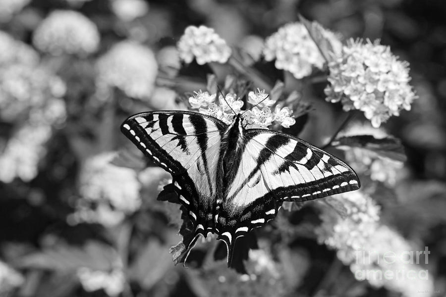 butterfly black