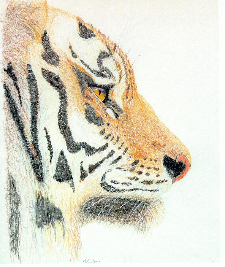 tigers head drawing