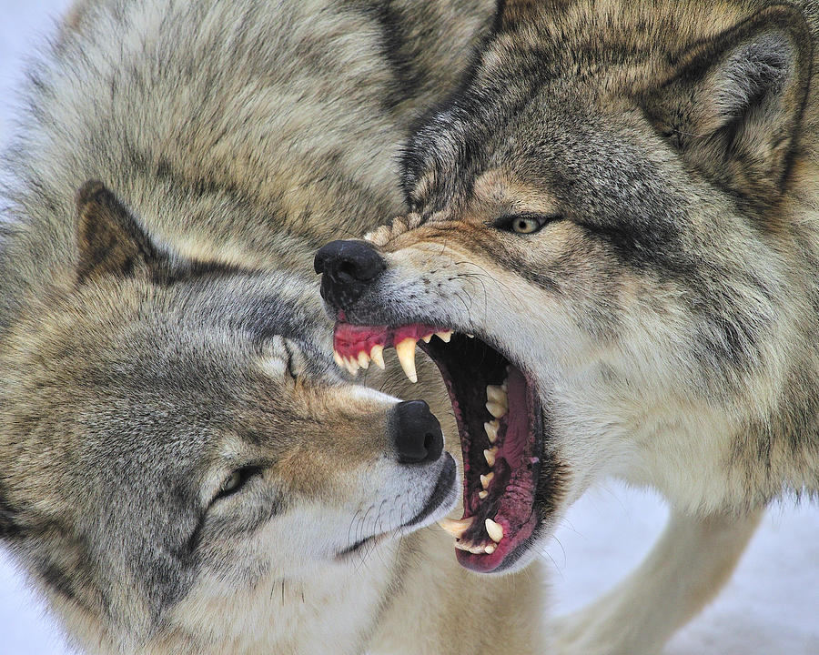 Timber Wolves Play Print by Tony Beck