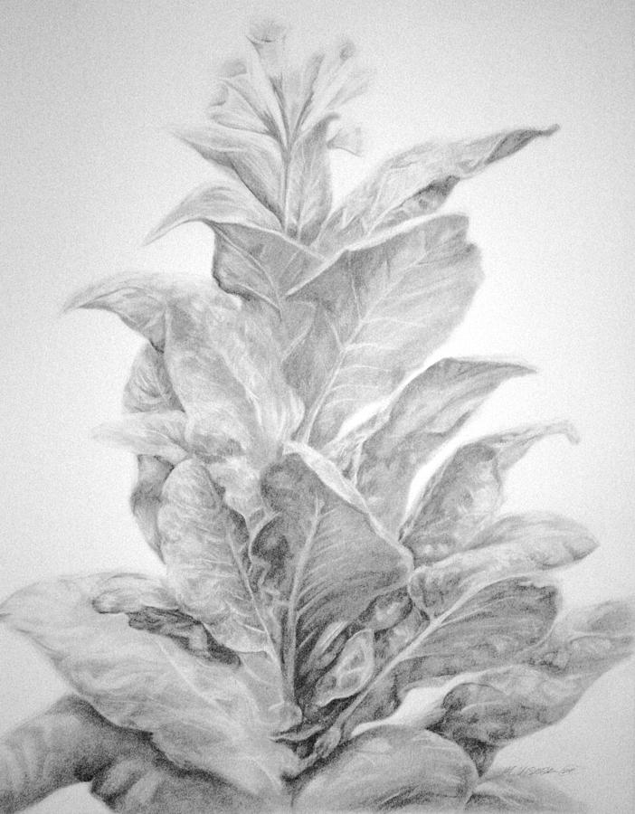 Drawing Of Tobacco