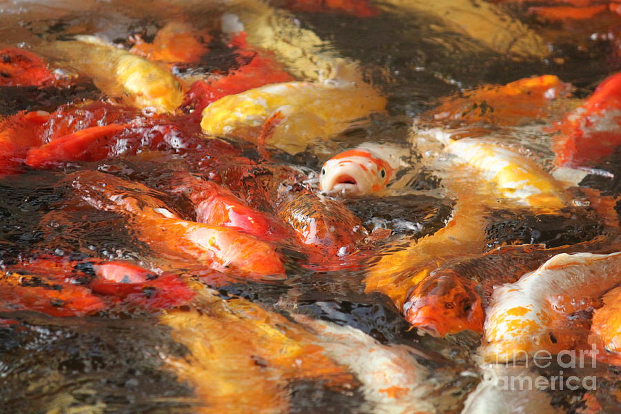 too many fishes too many fishes