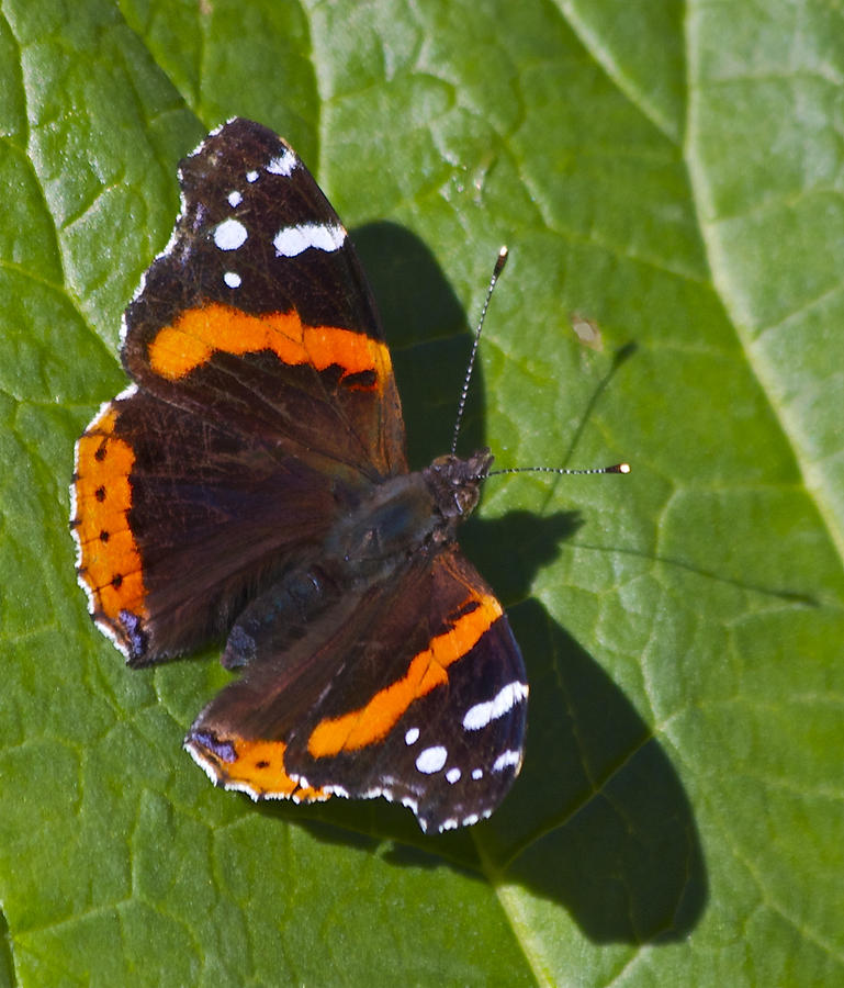 Tortoise Butterfly