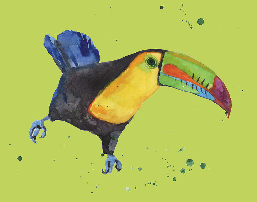 Tropical Birds Toucan