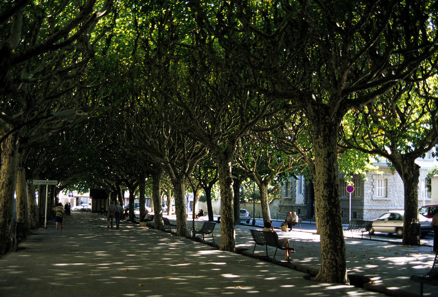 trees shade