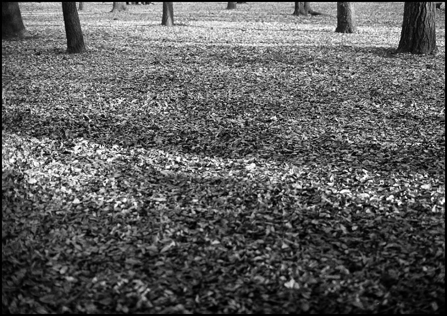  - trees-yoyogi-park-tokyo-werner-hammerstingl