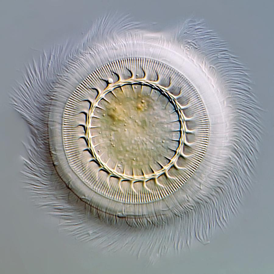 Trichodina Parasite, Light Micrograph Photograph by Gerd Guenther