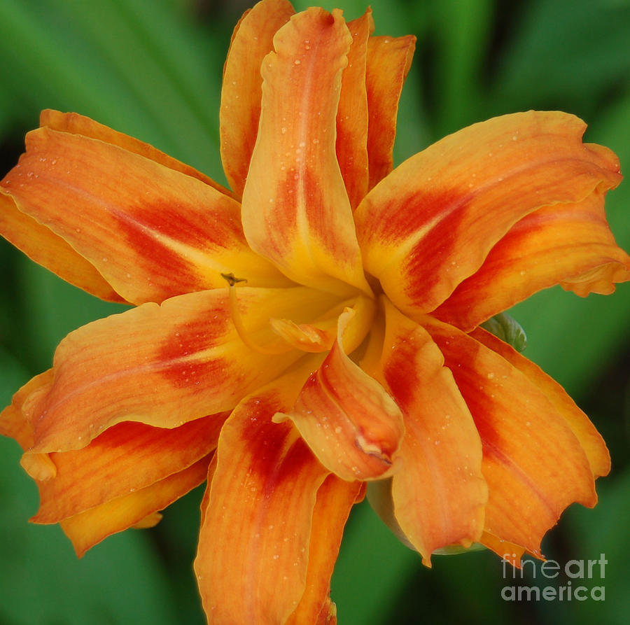 Day Lily Pictures