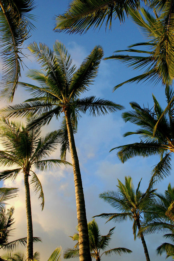 tropical palm trees of maui hawaii by pierre leclerc tropical palm trees of maui hawaii by pierre leclerc