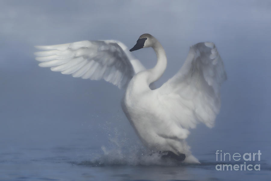 Swan Spreading Wings