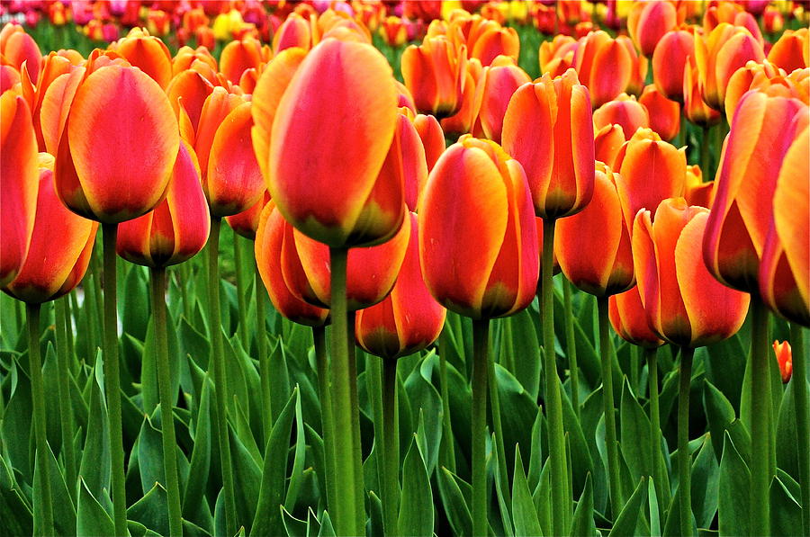 tulip bulbs item 1029 kolpakowskiana tulip bulbs photograph by kevin 28 images tulip bulbs item 1472 see view plait for sale tulip bulbs item 1029 kolpakowskiana tulip bulbs photograph by kevin 28 images tulip bulbs item 1472 see view plait for sale