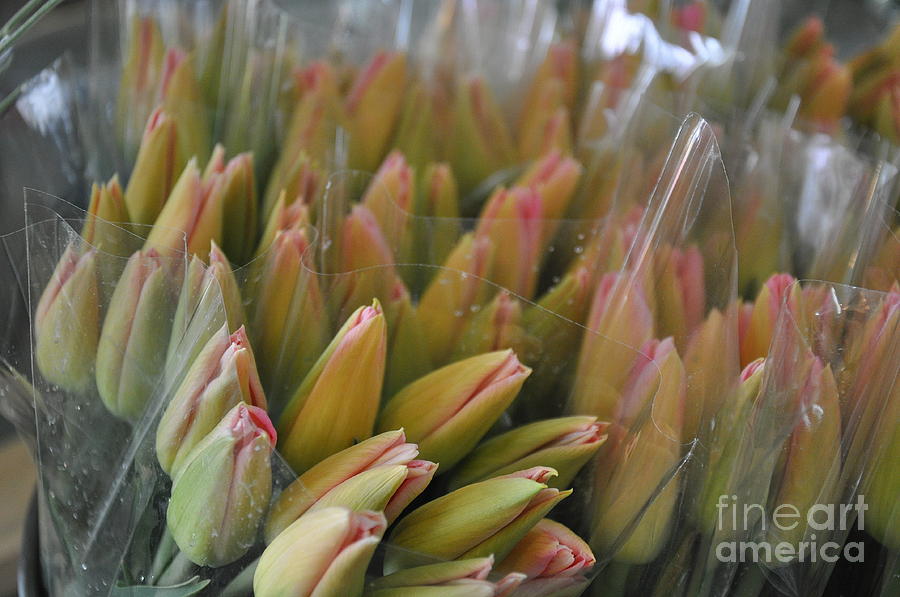 tulip market