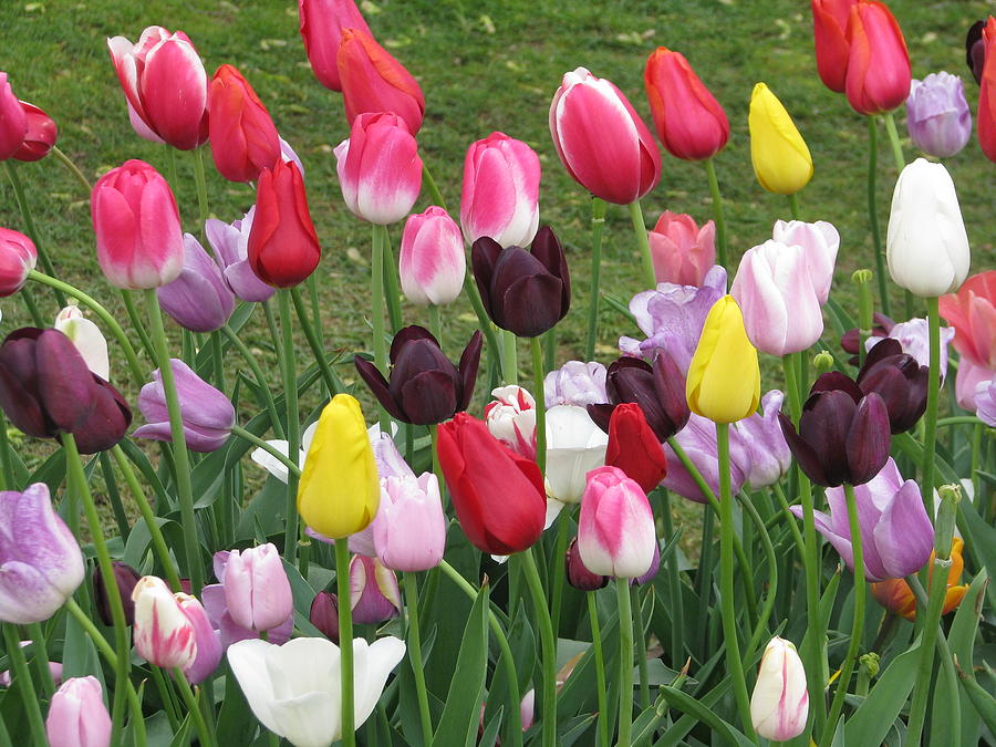 Tulips Of All Varieties By Pooja Dipanker