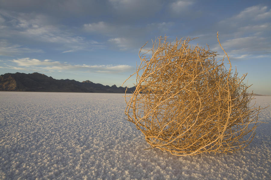 tumbleweed-on-the-bonneville-salt-john-burcham.jpg