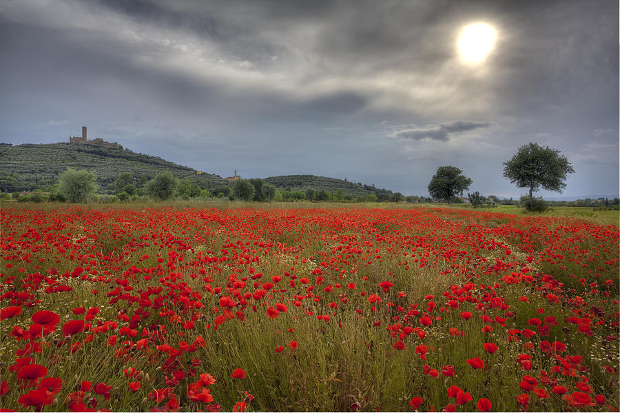 tuscanypoppyfield Wonders of the world, Poppy field