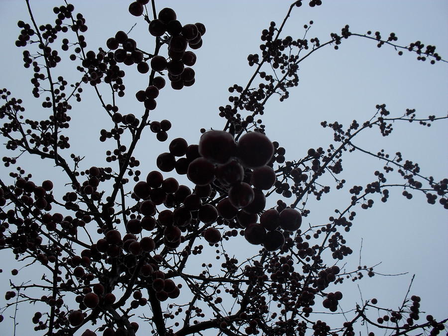  - twigs-and-black-berries-alicia-meyers