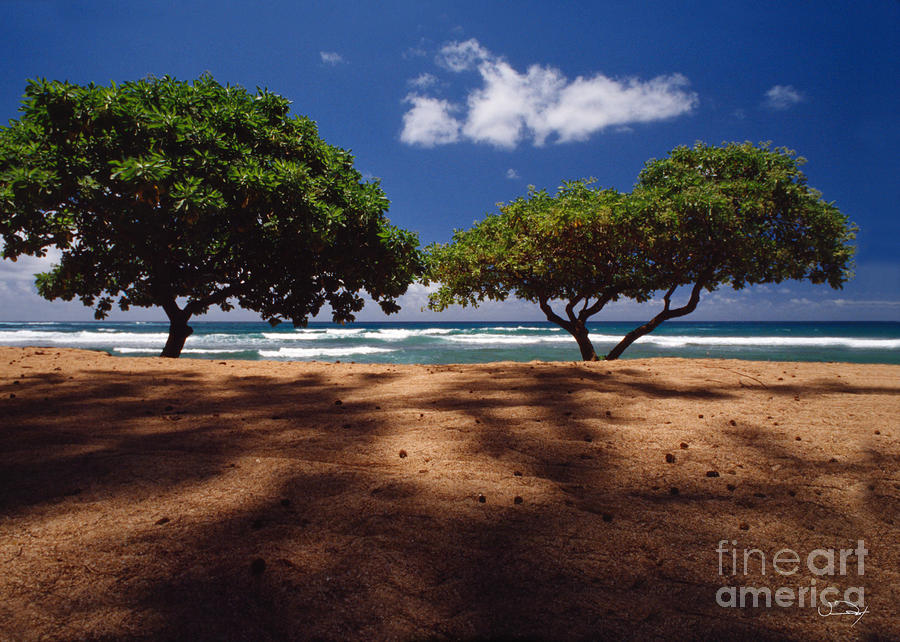 trees of kauai