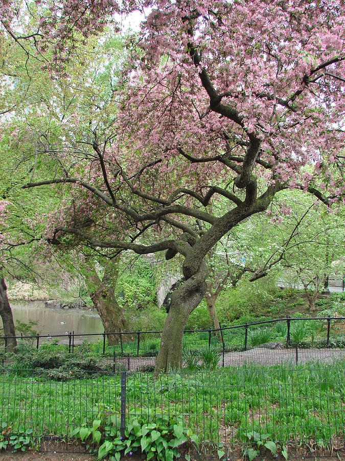 twisted cherry tree in central park by margaret bobb twisted cherry tree in central park by margaret bobb
