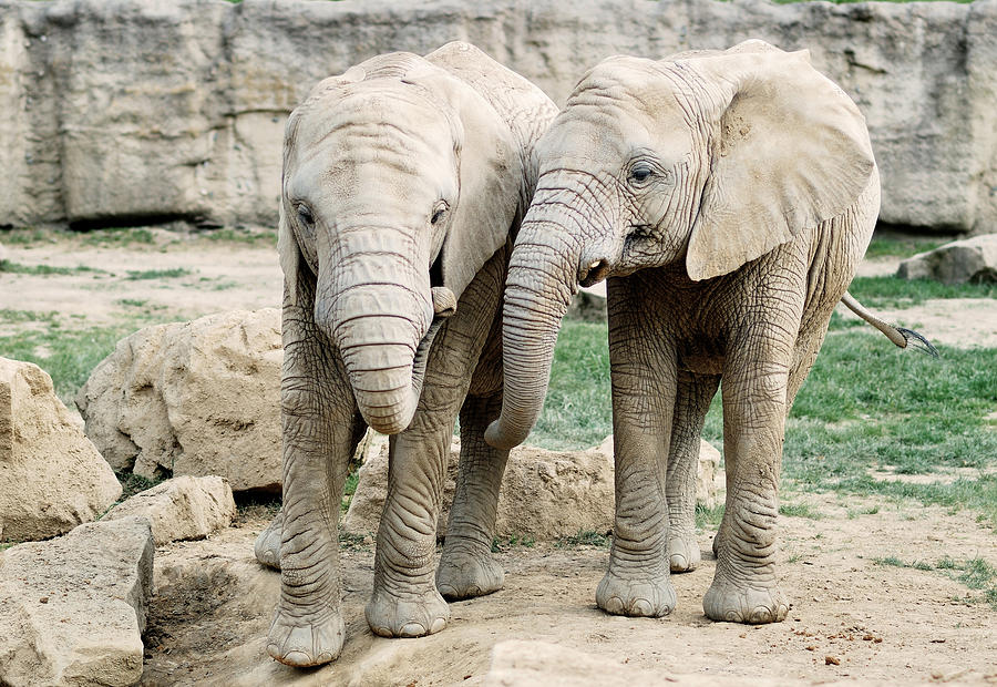 two-beautiful-elephants-milan-baloun.jpg