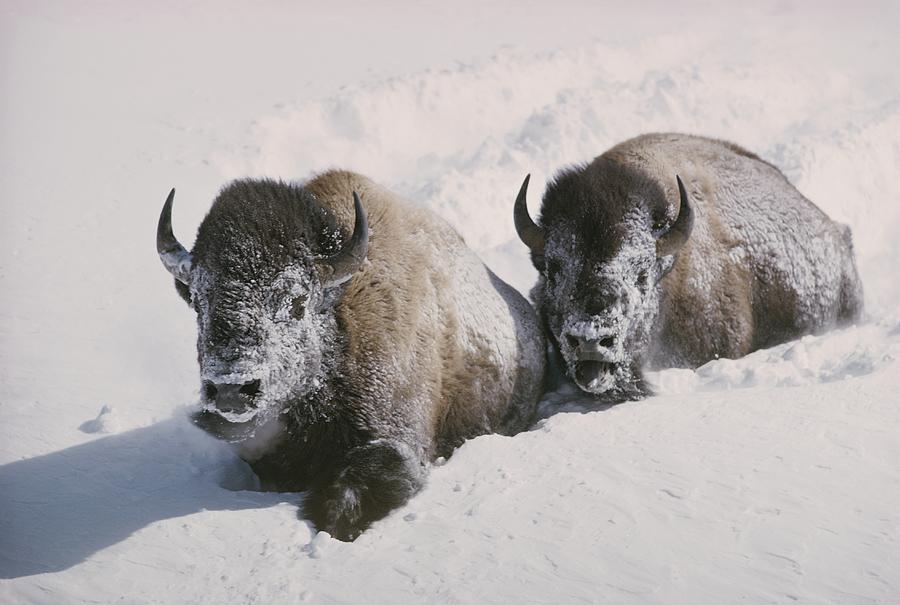 Snow Bison