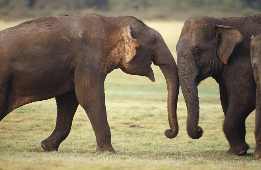 Two Male Endangered Asian Elephants Photograph by Jason Edwards