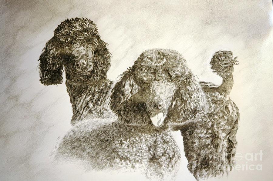 Two Standard Poodles Drawing by Ashley DuPont