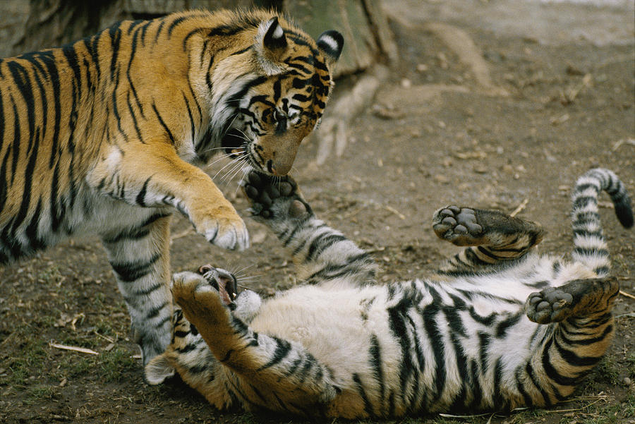 Two Tigers Play Together Photograph By Vlad Kharitonov