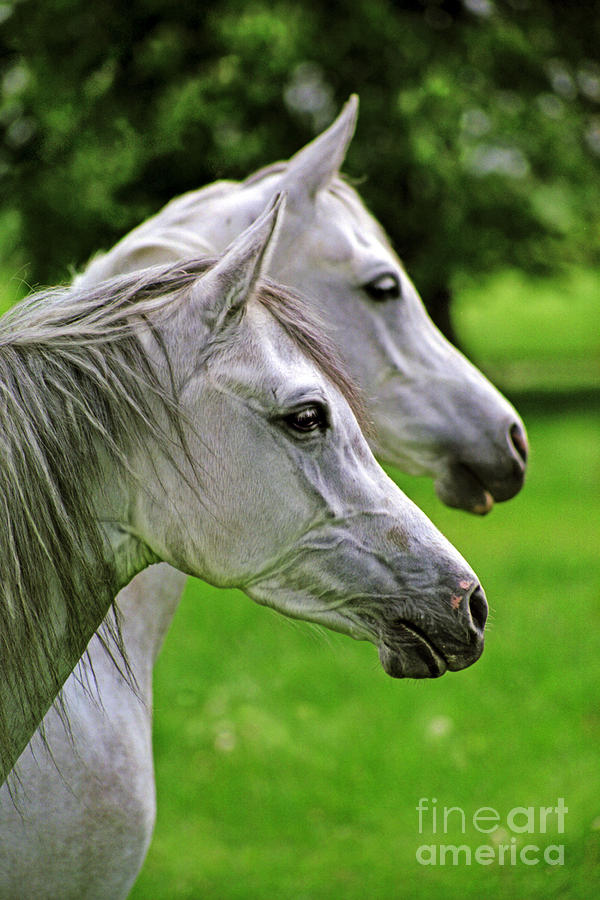 Arabian White