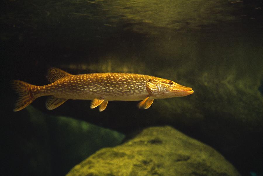 Northern Pike Underwater