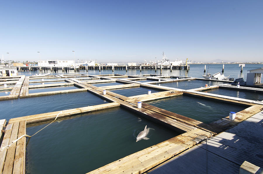 Us Navy Marine Mammal Program, San Diego Photograph by Louise Murray