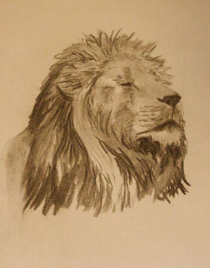 Value Study Of Lions Head Drawing