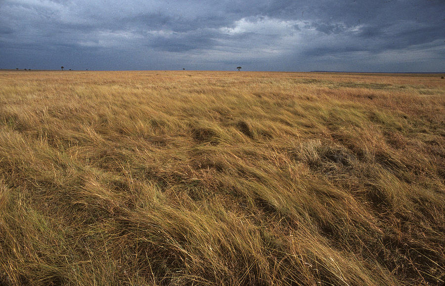 Vast Plains