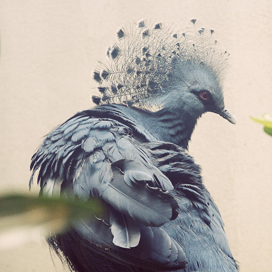 pigeon art