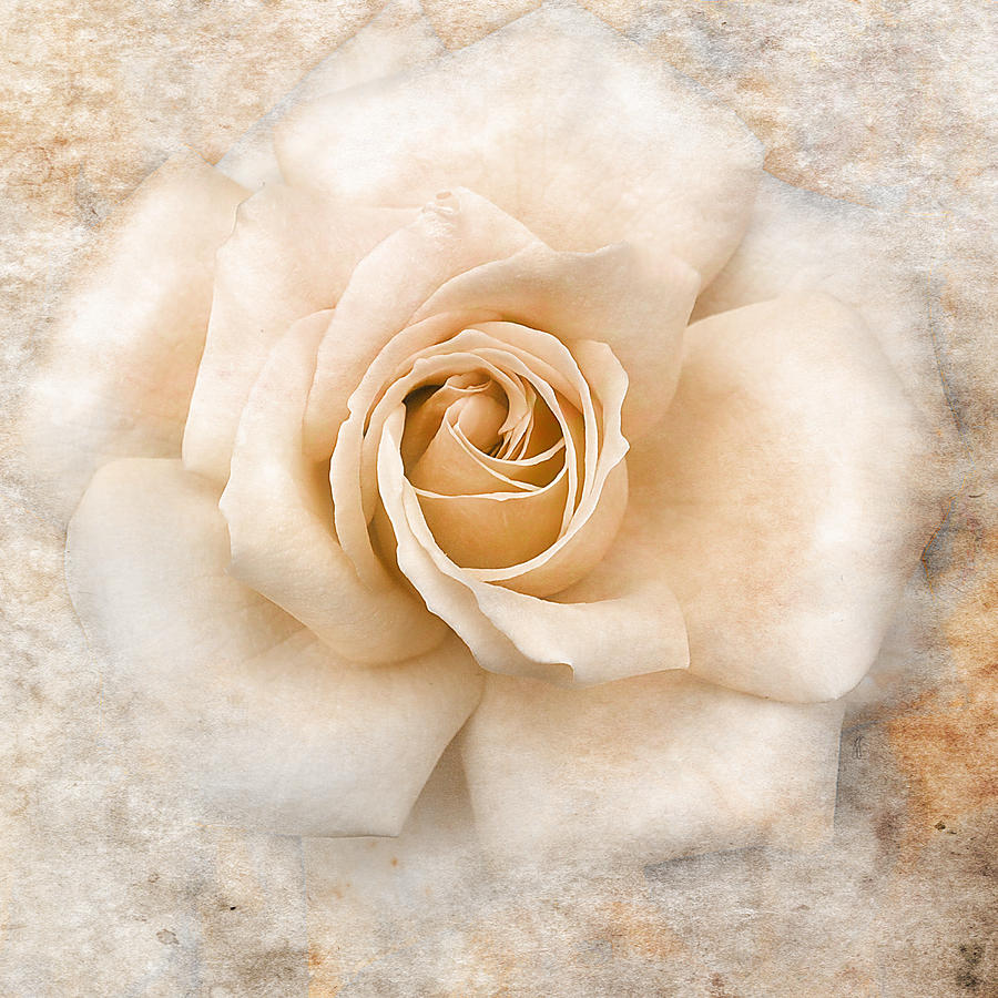 Vintage Rose Background Vecteezy