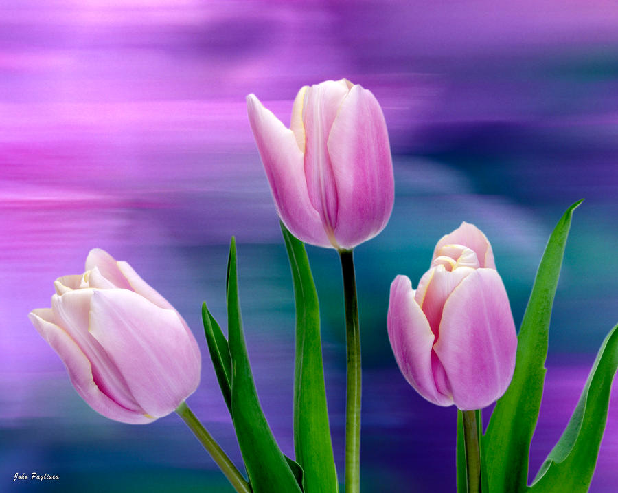 Violet Tulips