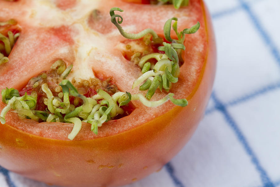 Tomato Sprouting