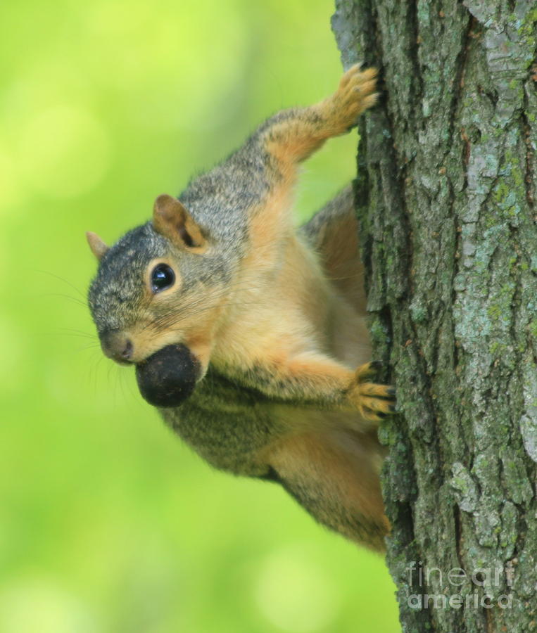 walnut squirrel family