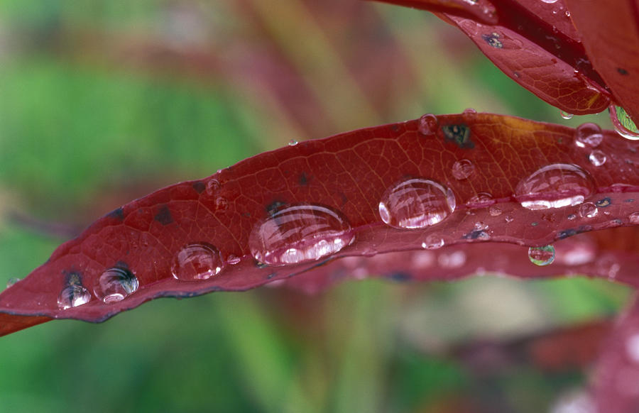 Red Fire Weed