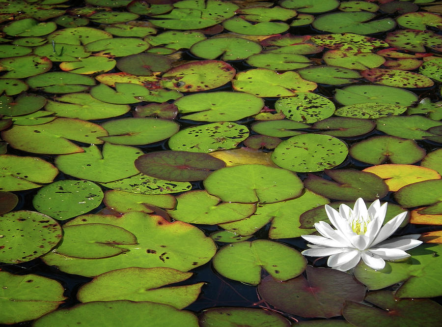  - water-lily-elisabeth-van-eyken