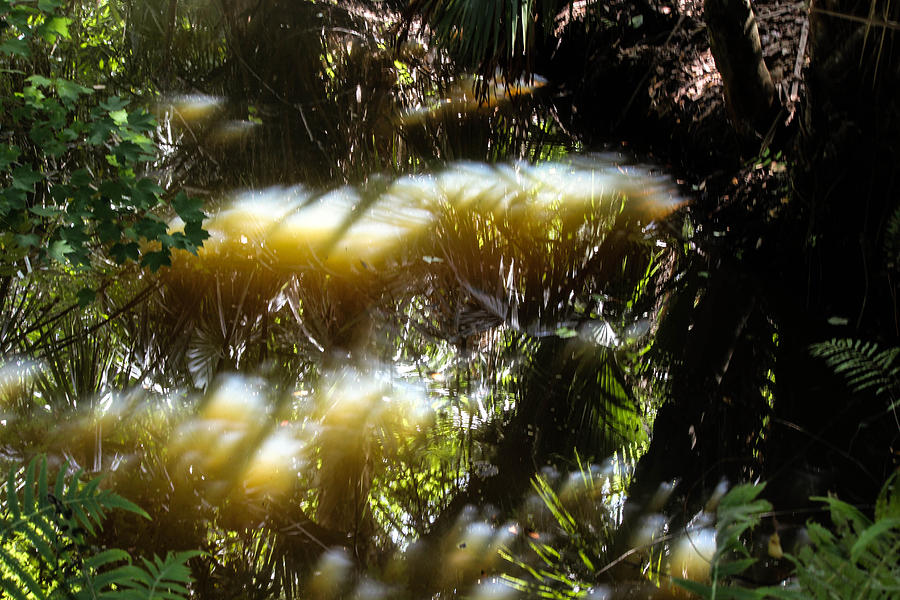  - water-mushrooms-lesley-brindley